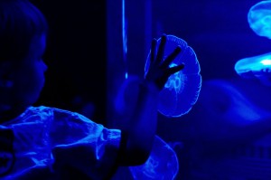 (touching jellyfish in the Perth aquarium, Australia; M9 with C Sonnar 1.5/50 @ ISO 800)