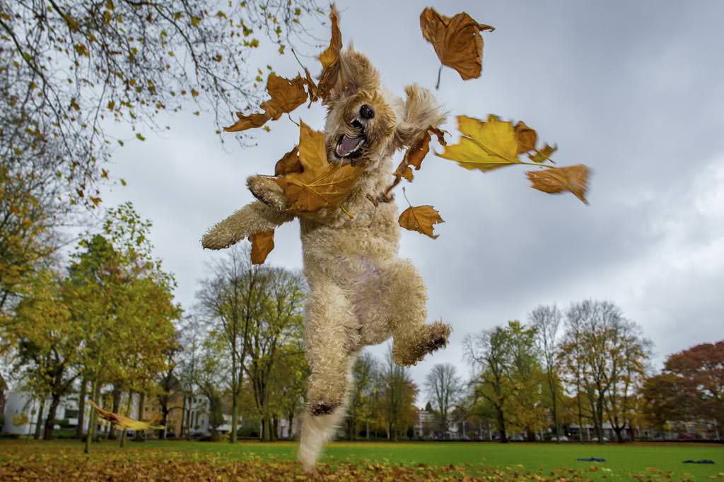 My dog Yume celebrates autumn ;-)